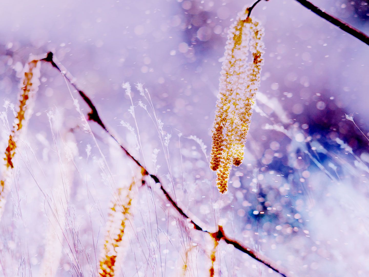 How to prevent hay fever &#8211; plus the best remedies to soothe your symptoms